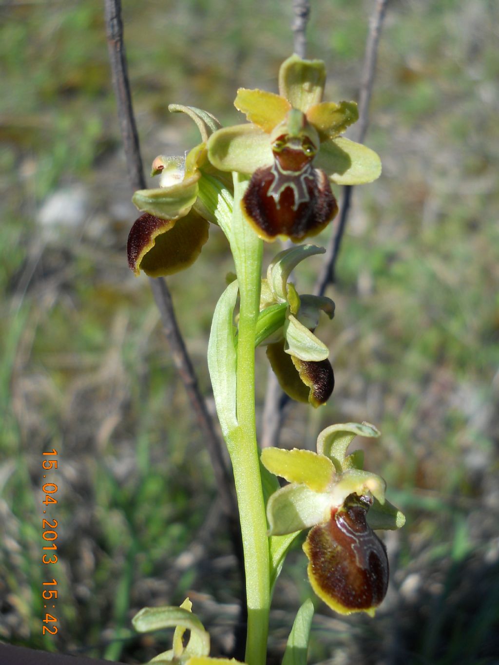 Ophrys da determinare ??